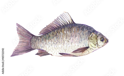 Watercolor single Crucian fish animal isolated on a white background illustration.