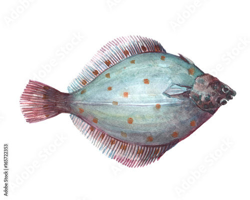 Fototapeta Watercolor single flounder fish animal isolated on a white background illustration