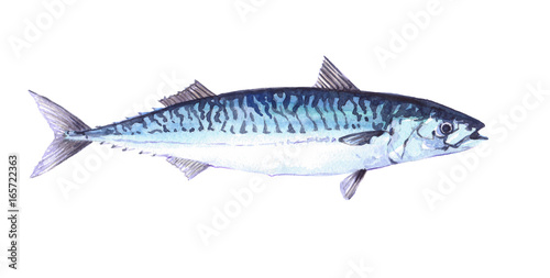 Watercolor single mackerel fish animal isolated on a white background illustration.