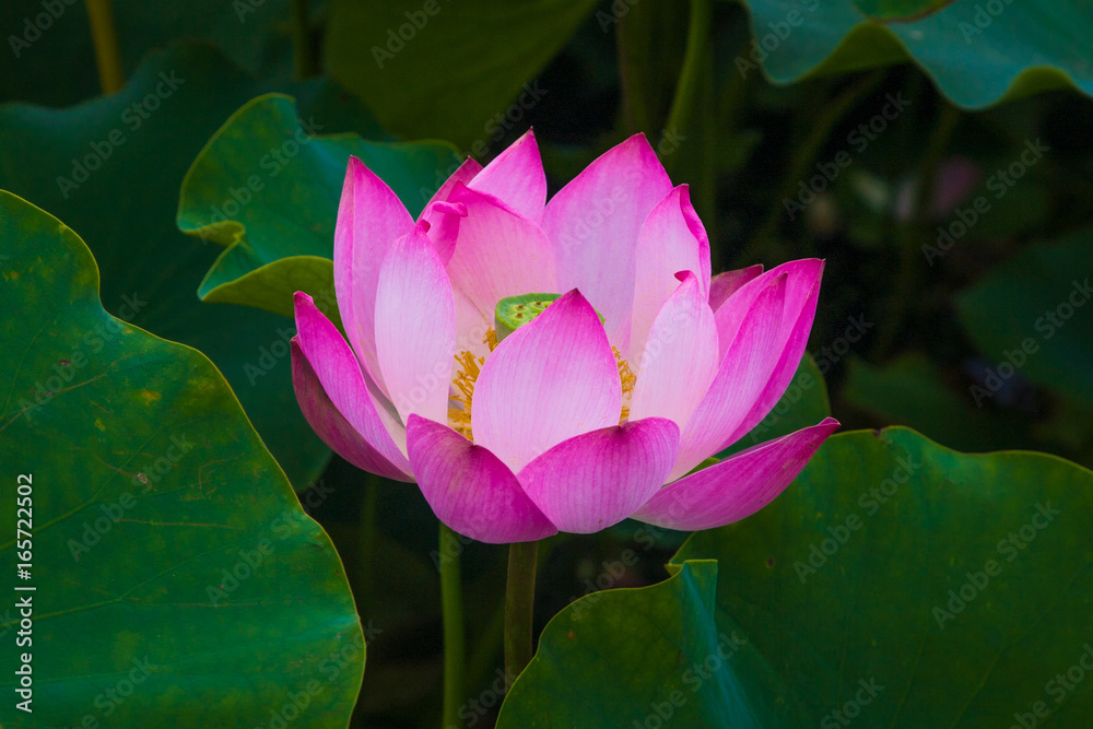 Obraz premium 삼락공원