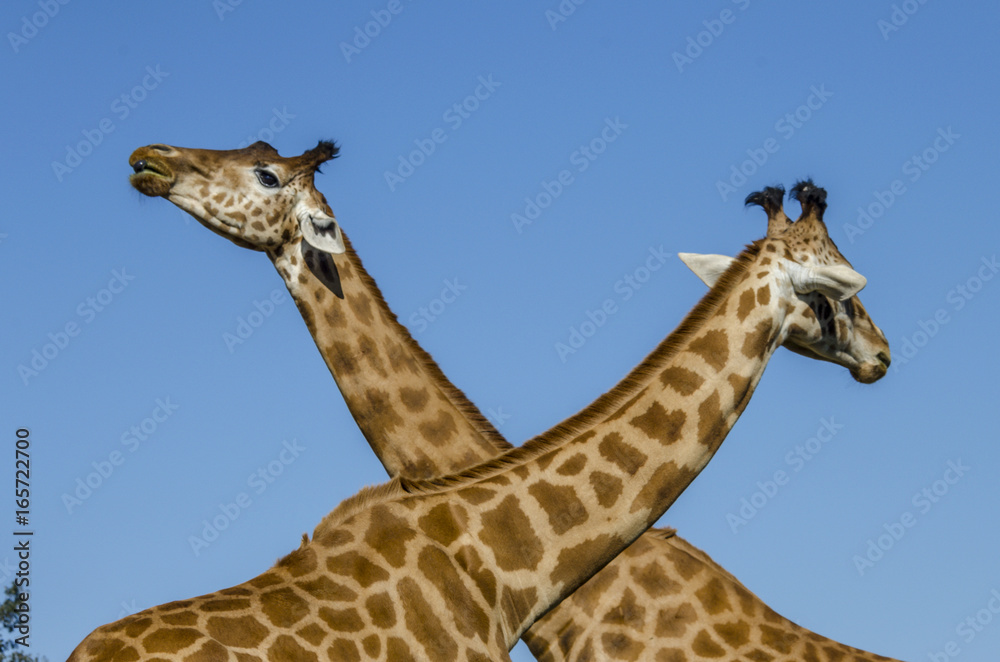 Naklejka premium Girafe