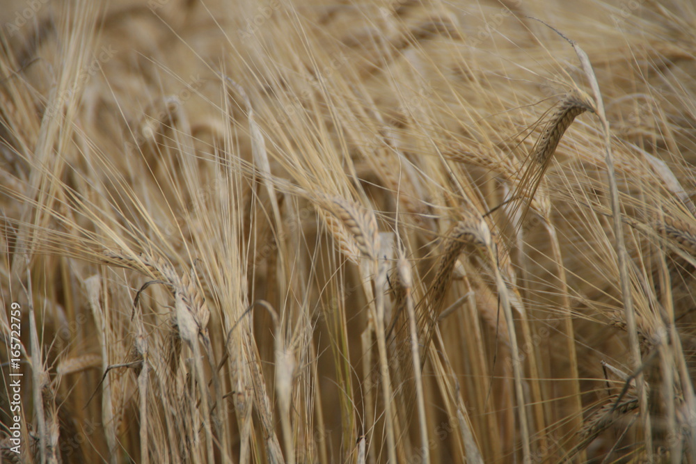 Fototapeta premium Kornfeld