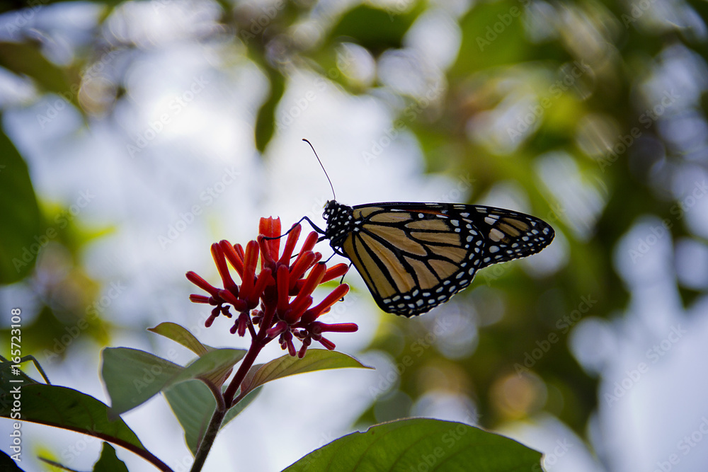 Obraz premium Schmetterling II