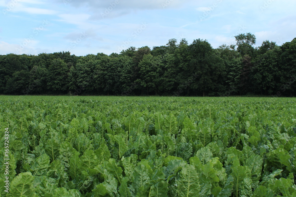 Green turnip grows on a field, bordered by trees