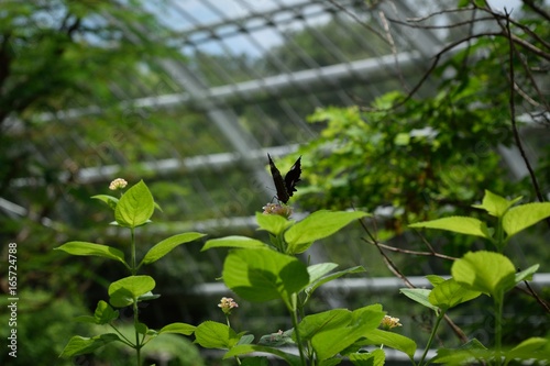 温室 花にとまる黒い蝶 リュウキュウムラサキ