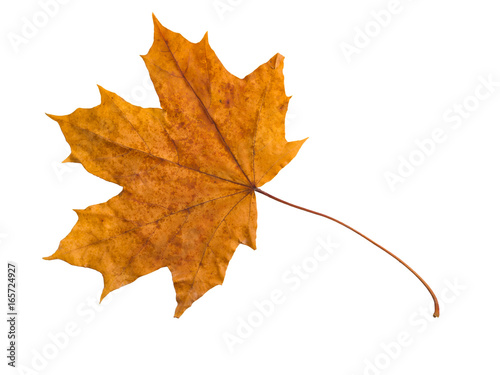 Fotografie Autumn maple leaf isolated on white background