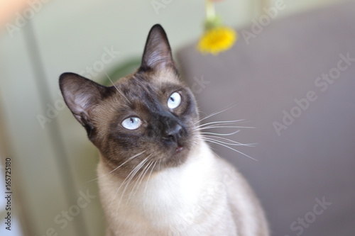Siamese cat at home