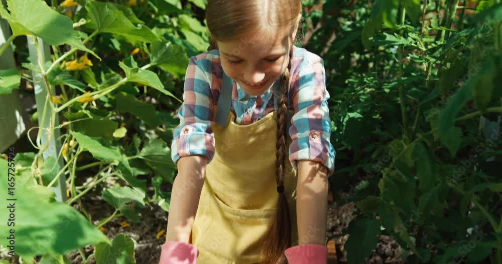 Smiling little farmer girl 9 aged picking up vegetables cucumbers in the kitchen garden Smiling little farmer girl 9 aged picking up vegetables cucumbers in the kitchen garden