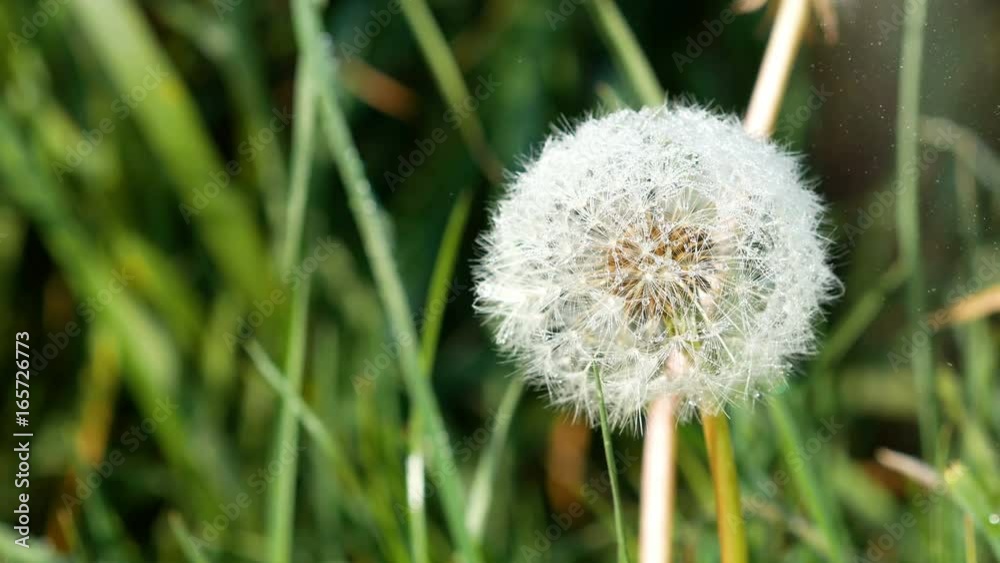 Dandelion seed head moving in the breeze in a meadow on a summers morning Dandelion seed head moving in the breeze in a meadow on a summers morning