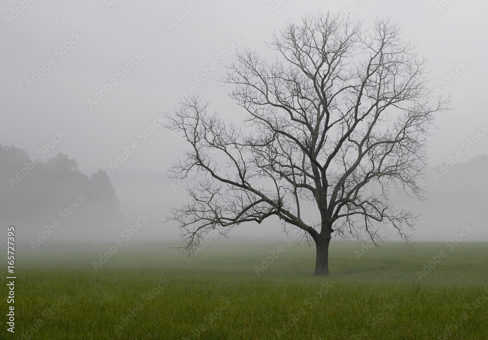 A lone oak tree stands vigil in the fog. Cades Cove, Great Smoky Mountains National Park, Tennessee