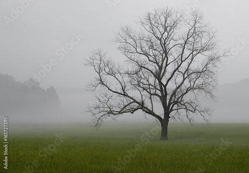 A lone oak tree stands vigil in the fog. Cades Cove, Great Smoky Mountains National Park, Tennessee