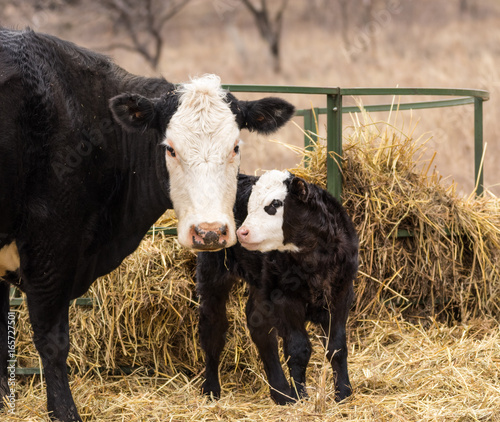 Fotografie, Tablou Cow and calf