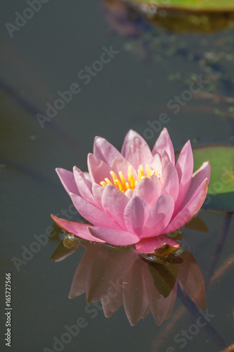 Eine Rosa Seerose in einem Teich