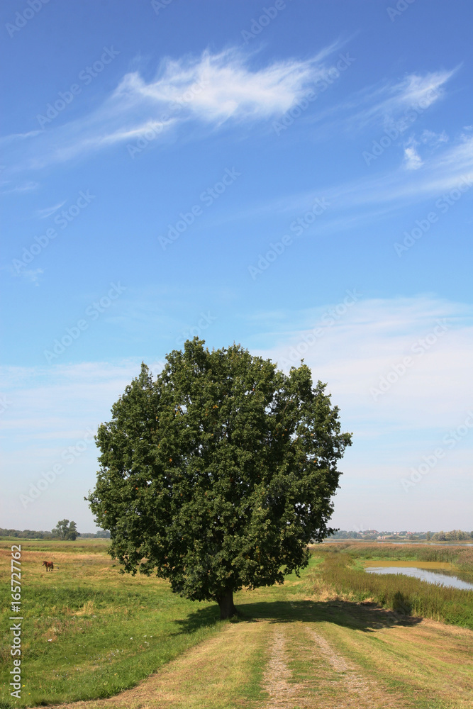 Eine alte Eiche an der Oder bei Neulewin Eine alte Eiche an der Oder bei Neulewin