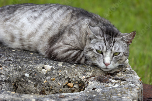 Gray domestic cat with well-groomed fur