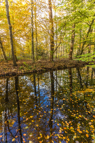 autumn forest by shore of lake