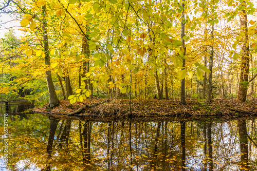 autumn forest by shore of lake