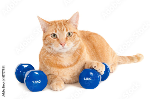 Valokuvatapetti Looking ginger cat with two dumbbells of 1,5 kg
