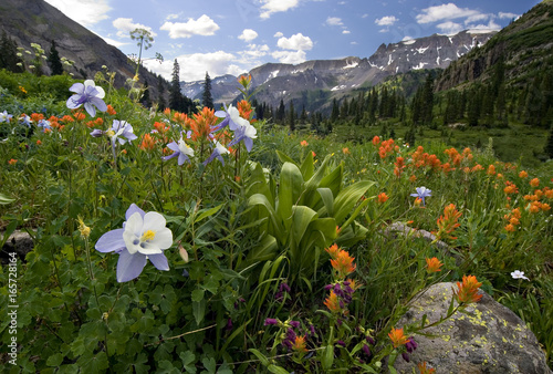 Columbine, Indian paintbrush and other wildflowers, Yankee Boy Basin, near Ouray, Colorado. photo