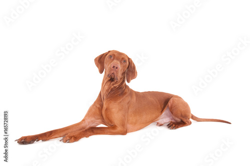 Vizsla dog against a white background 