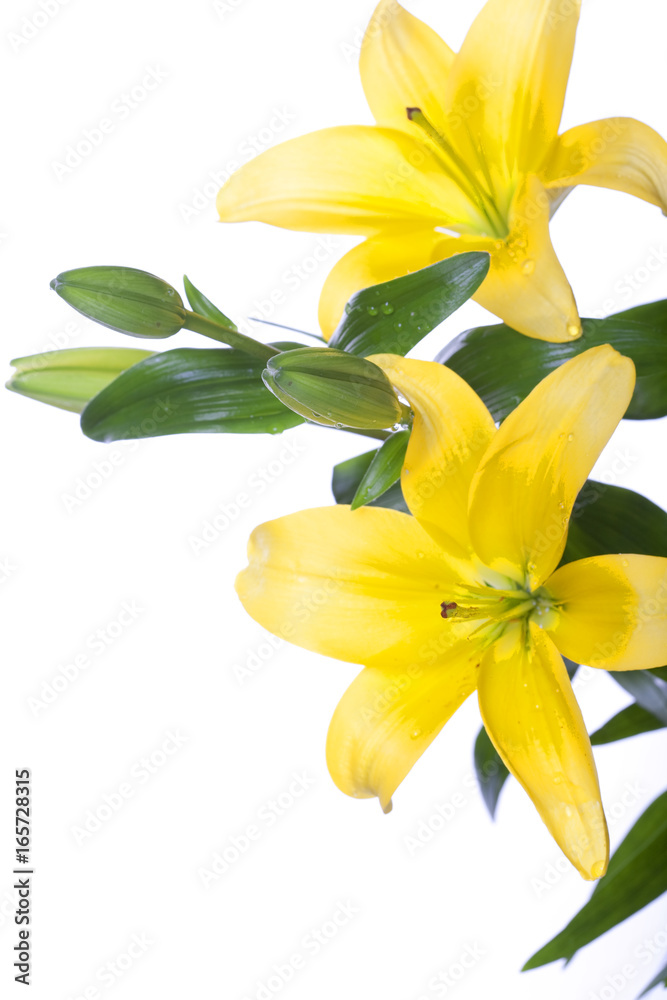 Lilies isolated over white background Lilies isolated over white background