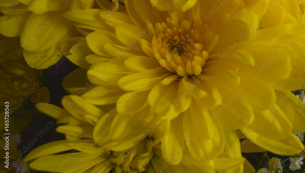 Obraz premium Flores