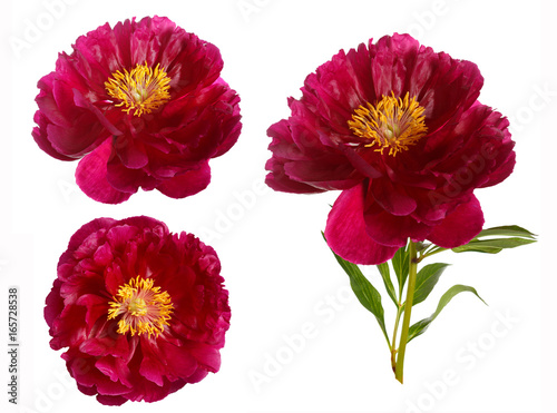 Set of three views of a red peony isolated on white background.