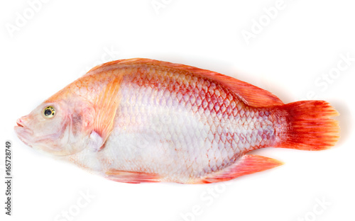 Ruby fish on a white background