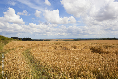 golden wheat field and scenery