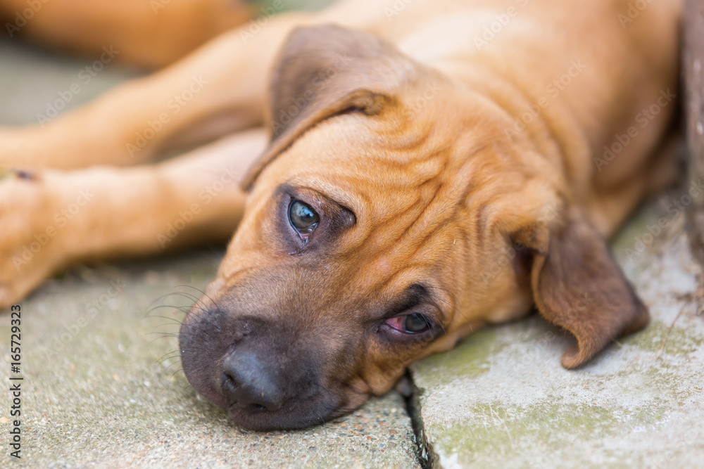 rhodesian ridgeback puppy lies on the floor rhodesian ridgeback puppy lies on the floor