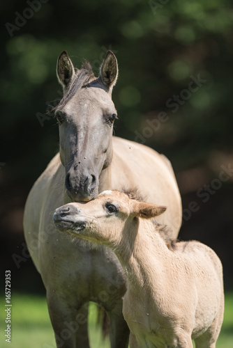 Une jument avec son poulain. Equus ferus gmellini.