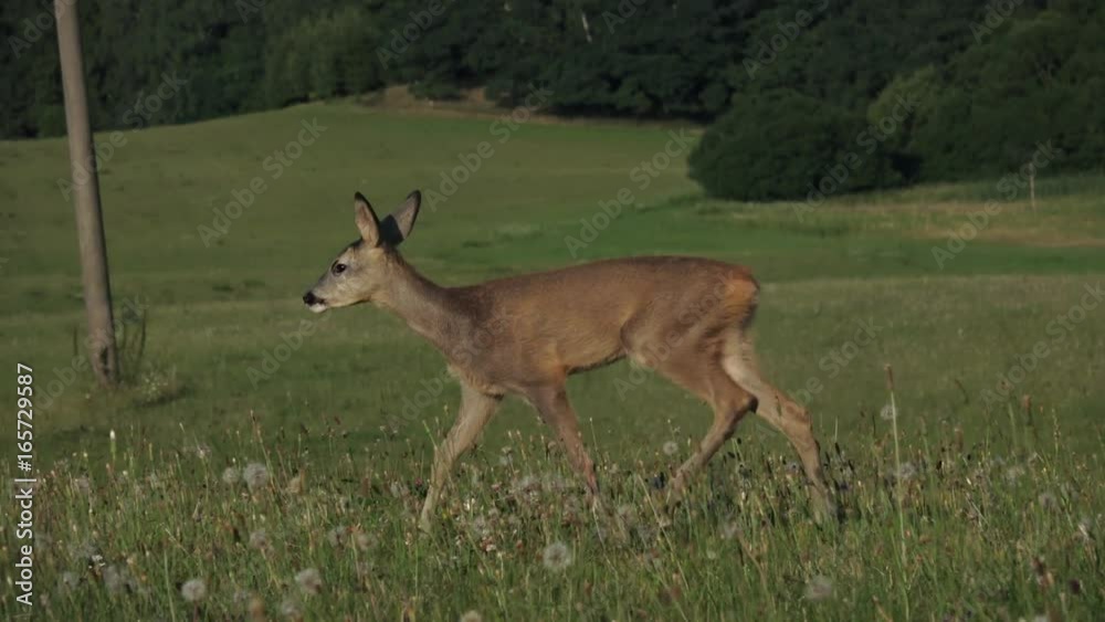 Young doe in a grass field. Roe deer, Capreolus capreolus. Wildlife scene from nature.
Young doe in a grass field. Roe deer, Capreolus capreolus. Wildlife scene from nature.
