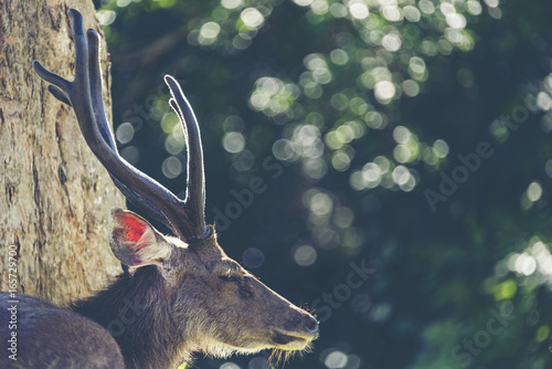 Wild sambar deer, wildlife ...