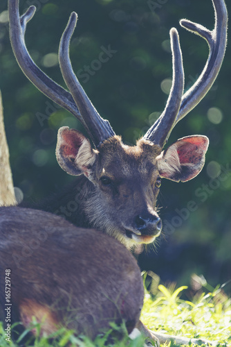 Wild sambar deer, wildlife ...
