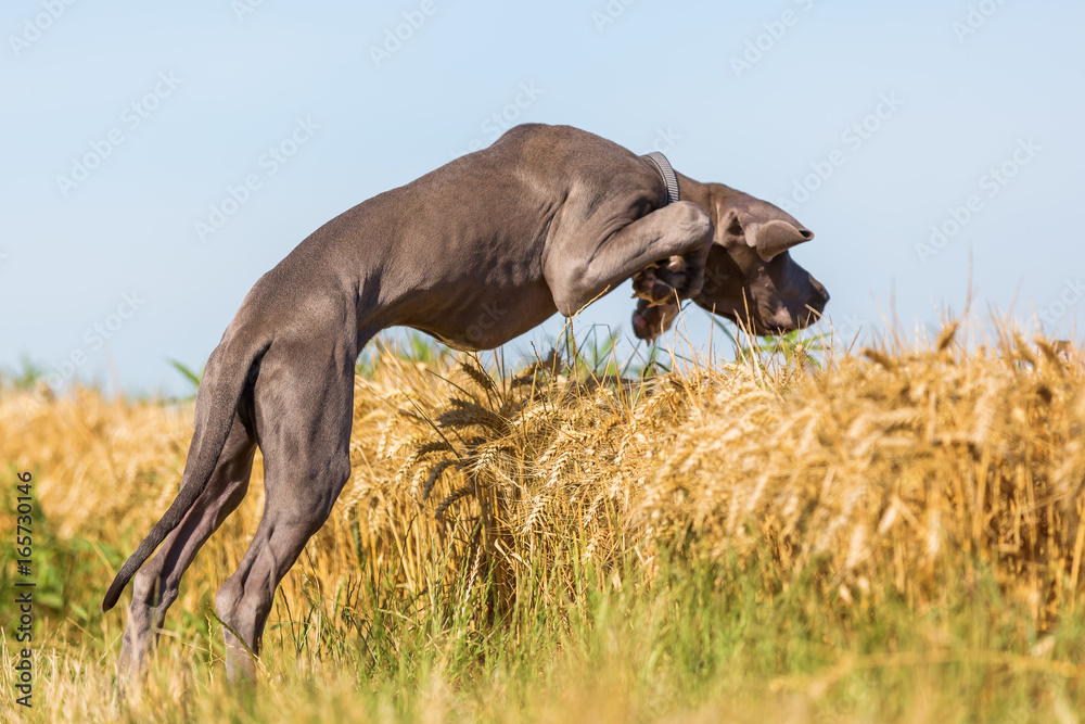 Fototapeta premium great dane puppy jumps in a corn field