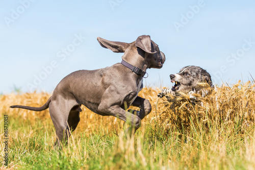 great dane puppy and australian shepherd playing outdoors