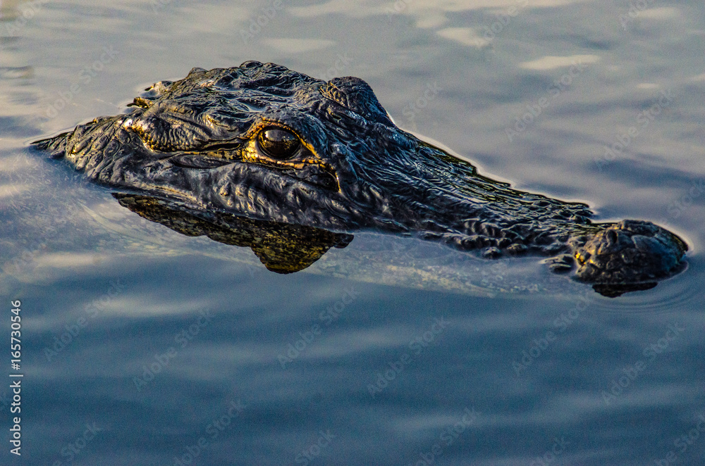 Fototapeta premium Alligator floating in Everglades swamp.