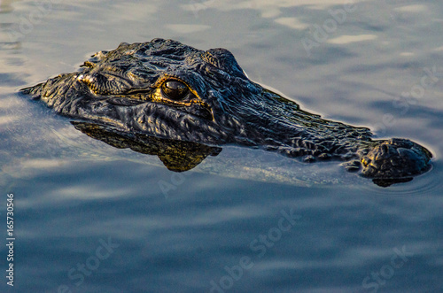 Alligator floating in Everglades swamp.