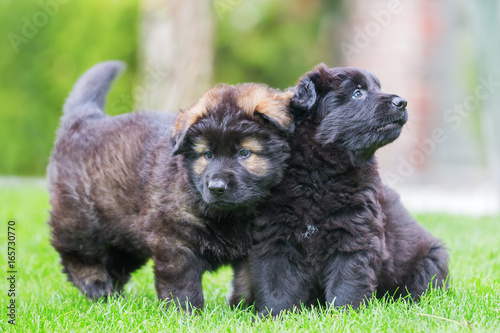 two old german shepherd puppies on the lawn