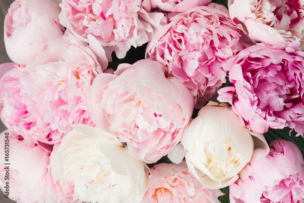 Fototapeta Różowa kwiecista tło świezi różowi peonia kwiatów pączki