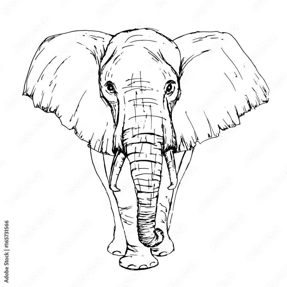 Sketch by pen African elephant front view Stock Vector | Adobe Stock