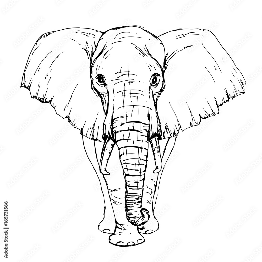 Elephant Walking Front View Africa Black Liner Sketched Style Drawing  Wildlife Animal Royalty Free SVG Cliparts Vectors And Stock  Illustration Image 96283396