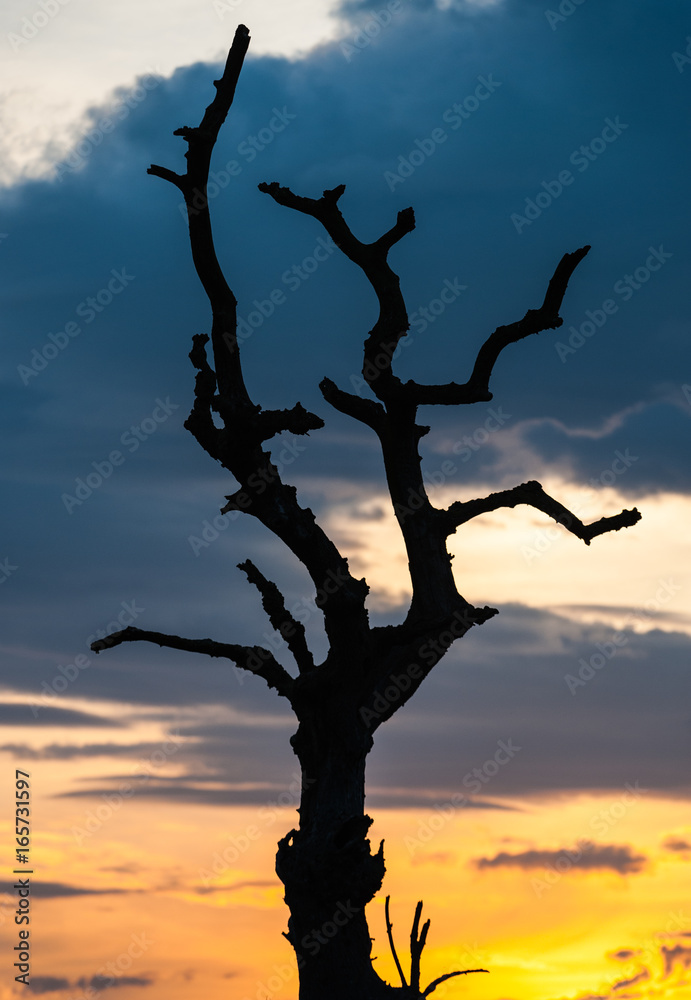 Dead tree Silhouette sunset 