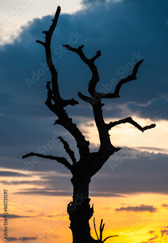 Dead tree Silhouette sunset 