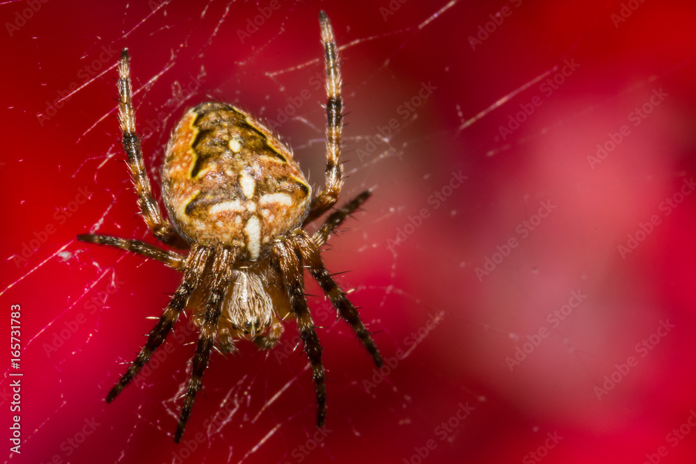 Brown small spider Brown small spider