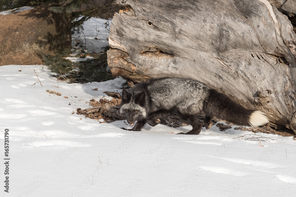 Fototapeta premium Silver Fox (Vulpes vulpes) Stands Near Log