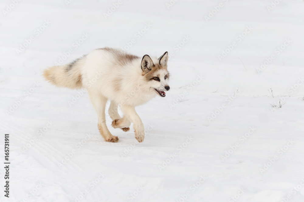 Fototapeta premium Red Marble Fox (Vulpes vulpes) Runs Right