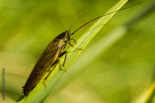 Forest Cockroach - Ectobius sylvestris photo