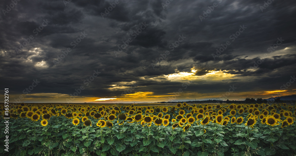 Naklejka premium sunflowers