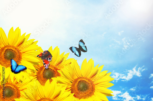Fototapeta Naklejka Na Ścianę i Meble -  Wunderschöne Sonnenblume mit Schmetterlingen